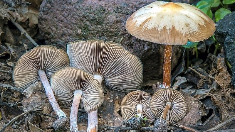 Psilocybe caerulescens magic mushrooms