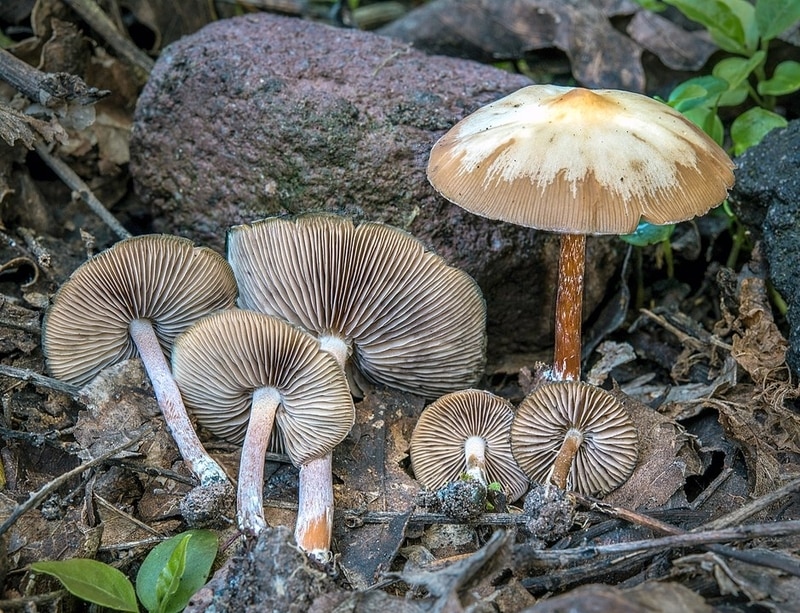Psilocybe caerulescens magic mushrooms