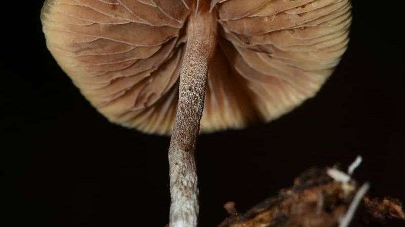 Psilocybe caerulipes magic mushrooms