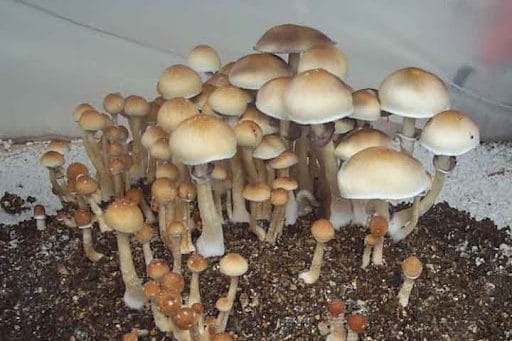 Psilocybe cubensis Gulf Coast Magic Mushrooms