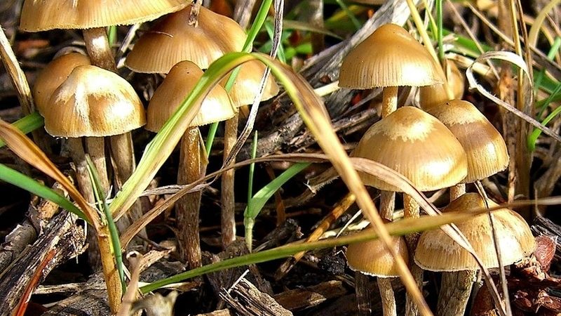 Psilocybe cyanofibrillosa Magic Mushrooms