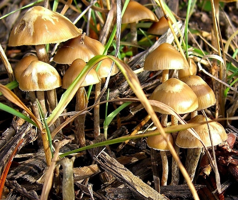 Psilocybe cyanofibrillosa Magic Mushrooms