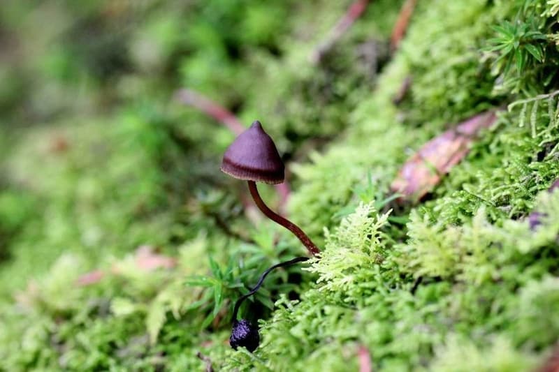 Psilocybe fagicola Magic Mushrooms