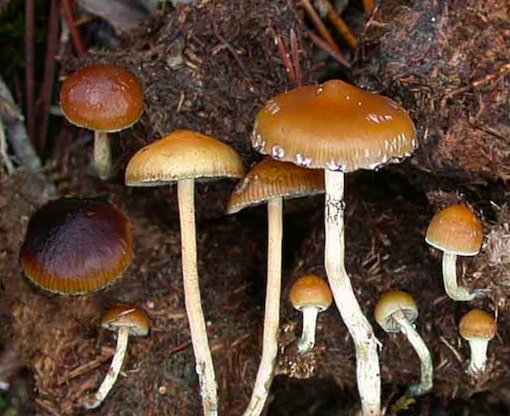 Psilocybe fimetaria Magic Mushrooms