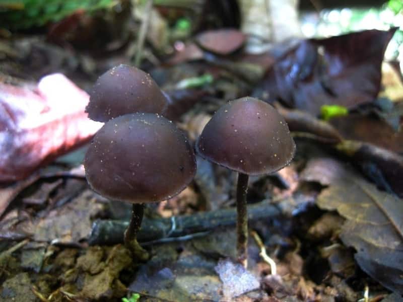 Psilocybe guilartensis Magic Mushrooms