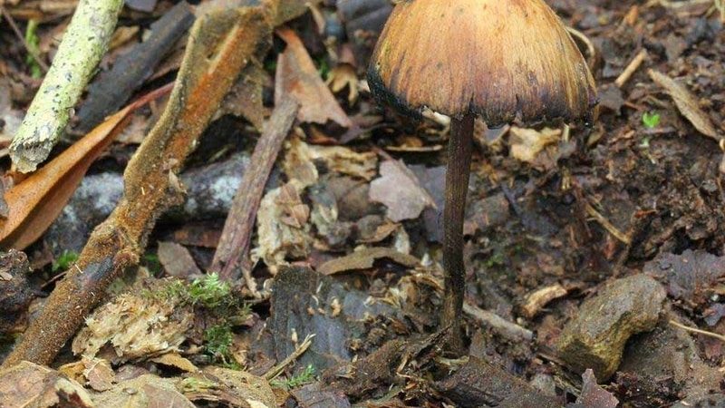 Psilocybe heimii Magic Mushrooms