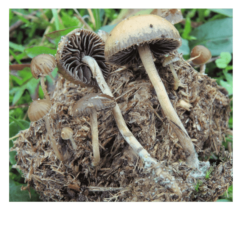 Psilocybe liniformans liniformans Magic Mushrooms