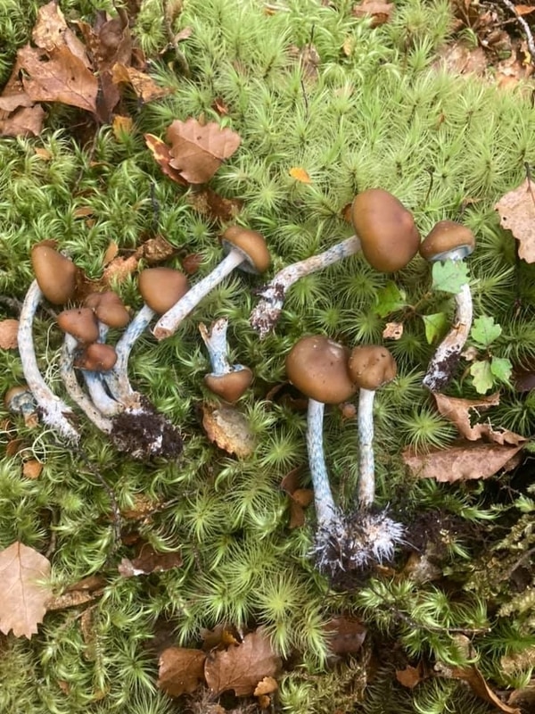 Psilocybe makarorae Magic Mushrooms