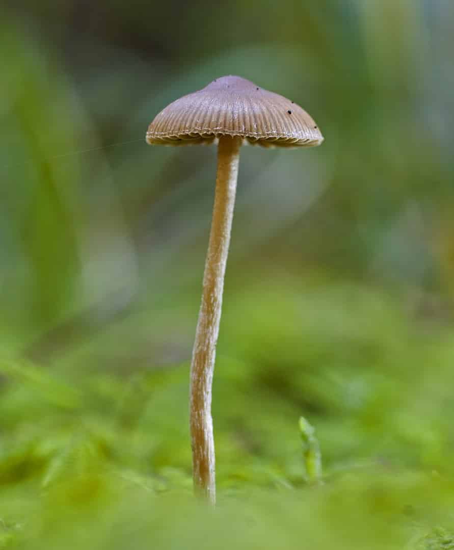 Psilocybe medullosa Magic Mushrooms
