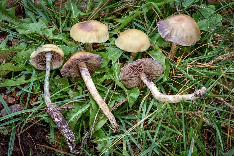 Psilocybe mescaleroensis Magic Mushrooms