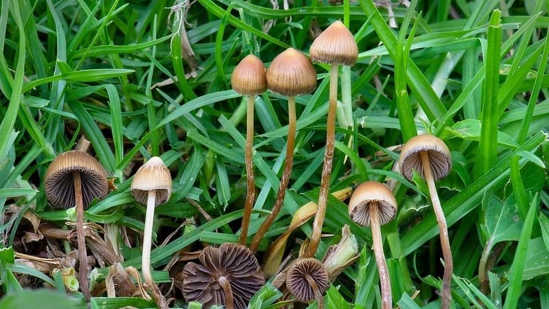 Psilocybe mexicana Magic Mushrooms
