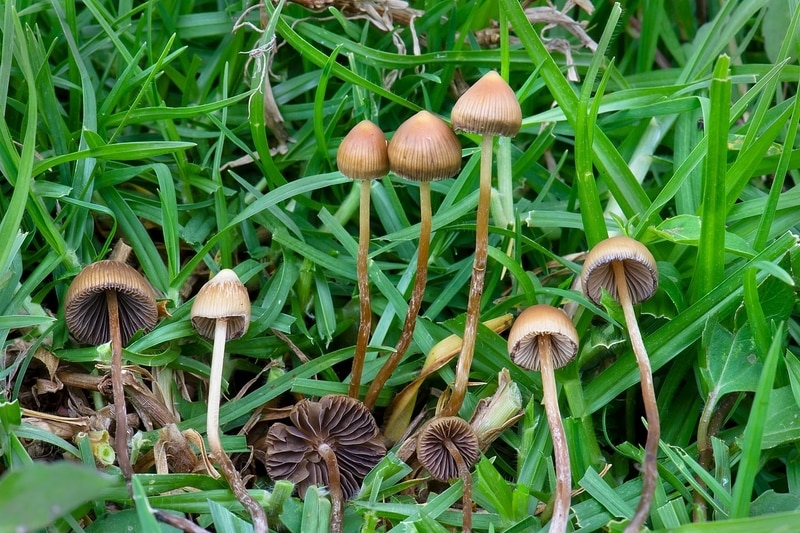 Psilocybe mexicana Magic Mushrooms