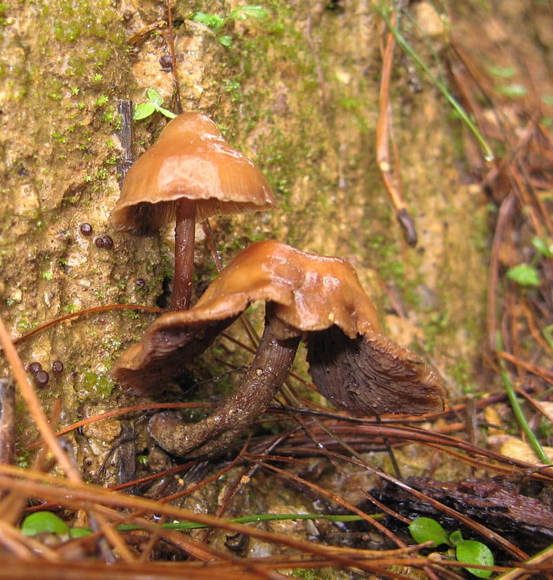 Psilocybe muliercula Magic Mushrooms