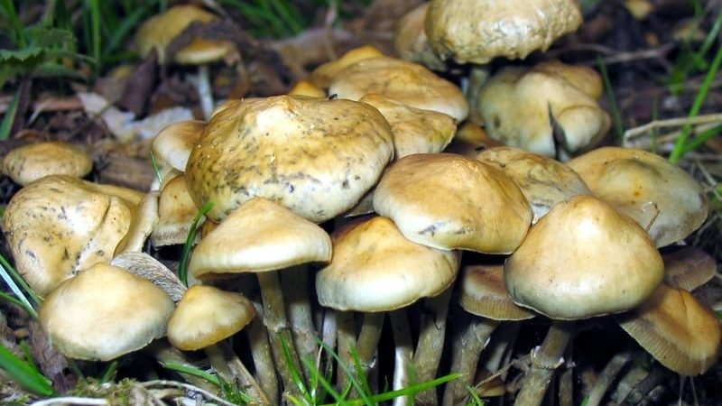 Psilocybe ovoideocystidiata Magic Mushrooms