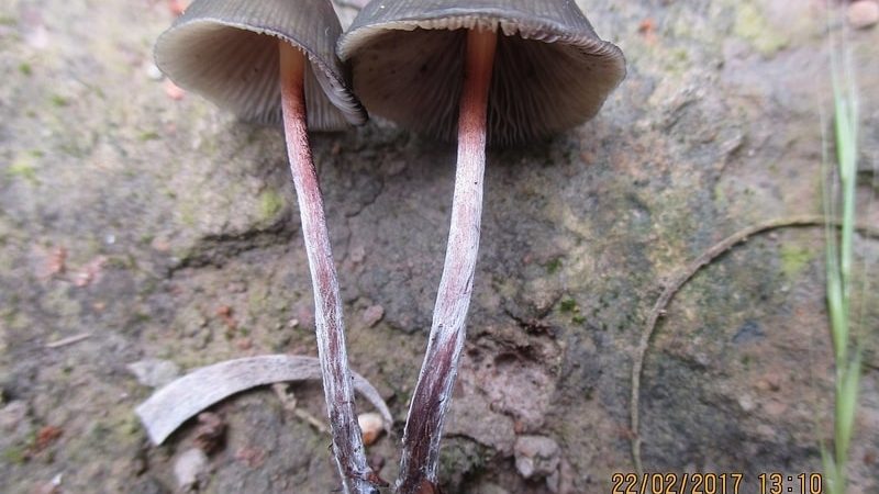 Psilocybe papuana Magic Mushrooms