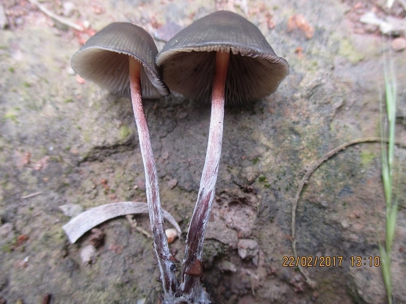 Psilocybe papuana Magic Mushrooms