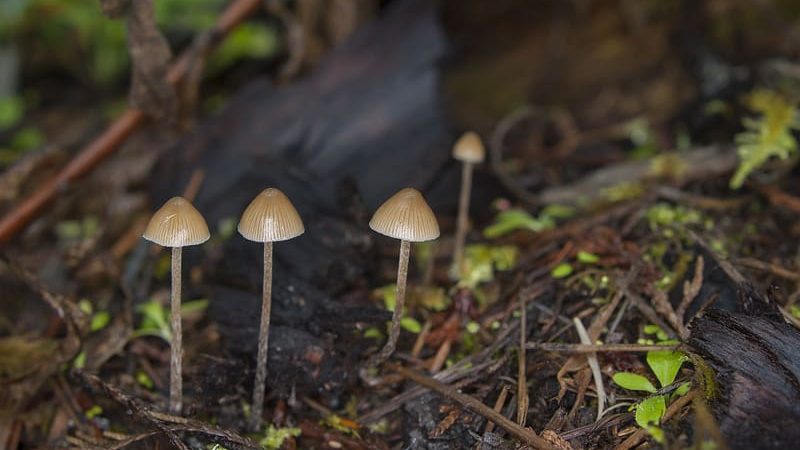 Psilocybe pelliculosa Magic Mushrooms