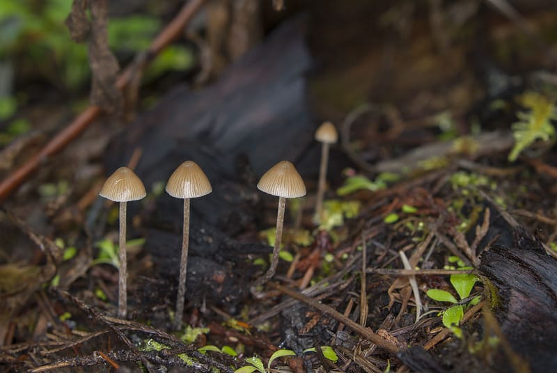 Psilocybe pelliculosa Magic Mushrooms