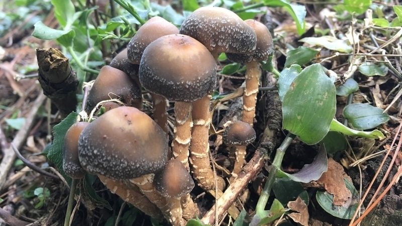 Psilocybe pintonii Magic Mushrooms