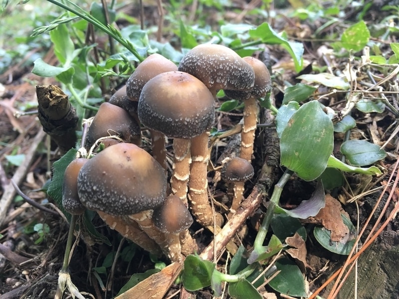 Psilocybe pintonii Magic Mushrooms