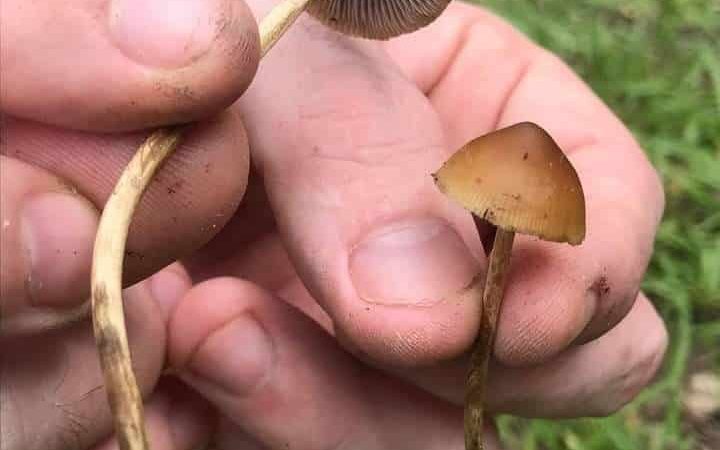 Psilocybe samuiensis Magic Mushrooms
