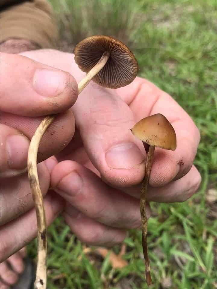 Psilocybe samuiensis Magic Mushrooms