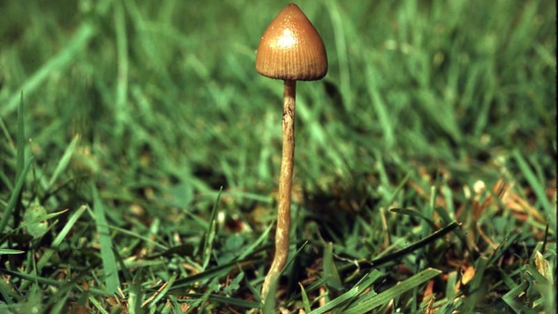 Psilocybe sierrae Magic Mushrooms