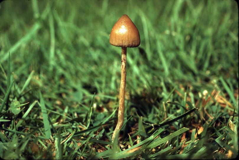 Psilocybe sierrae Magic Mushrooms