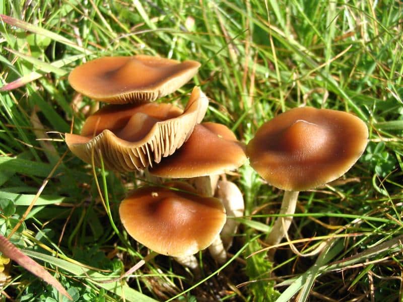 Psilocybe subaeruginosa Magic Mushrooms