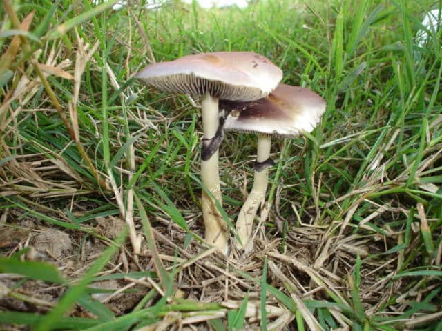 Psilocybe subcubensis Magic Mushrooms