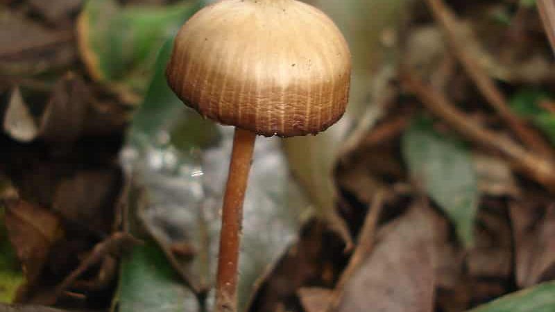 Psilocybe subtropicalis Magic Mushrooms