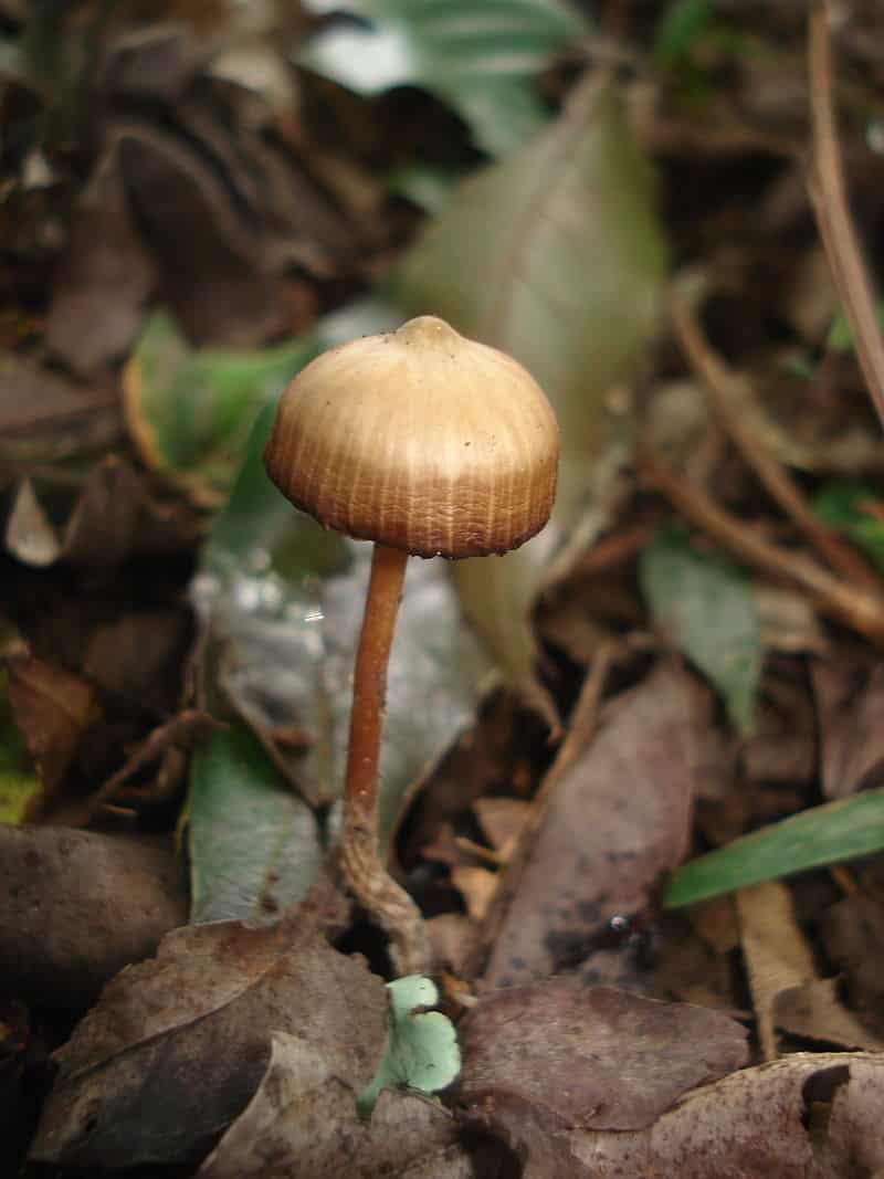 Psilocybe subtropicalis Magic Mushrooms