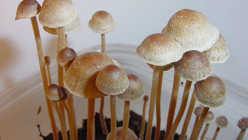 Psilocybe tampanensis Magic Mushrooms