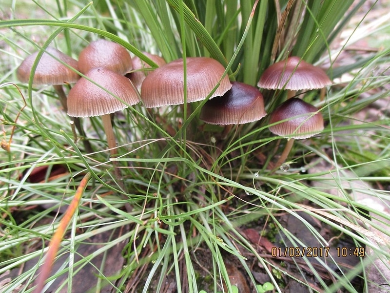 Psilocybe tasmaniana Magic Mushrooms
