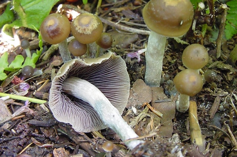 Psilocybe venenata Magic Mushrooms