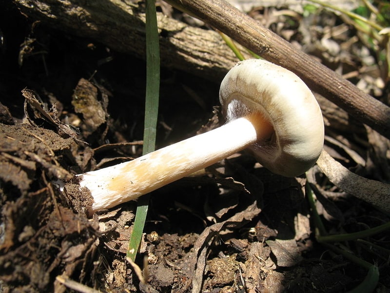 Psilocybe villarrealiae Magic Mushrooms