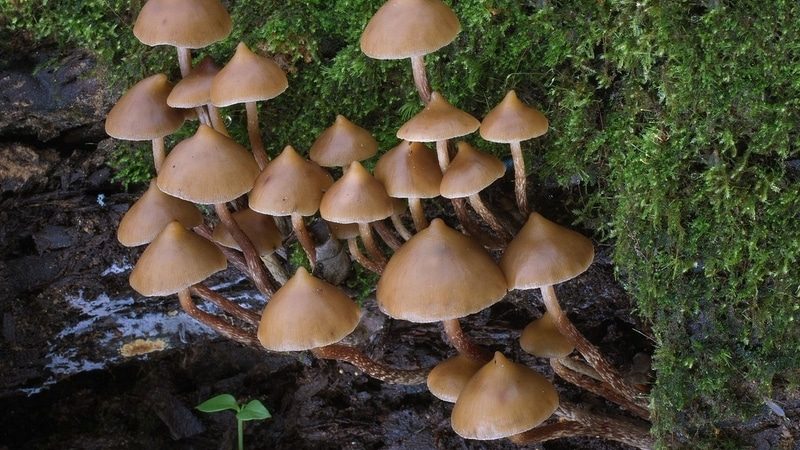 Psilocybe yungensis Magic Mushrooms