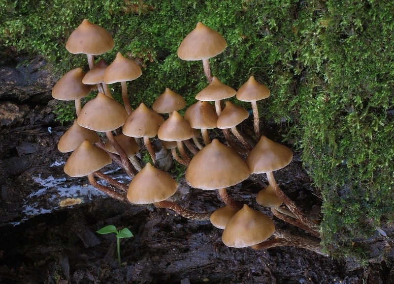 Psilocybe yungensis Magic Mushrooms