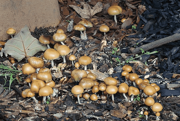 Allen Magic Mushroom