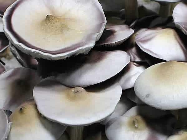 A+ Cubensis Magic Mushrooms