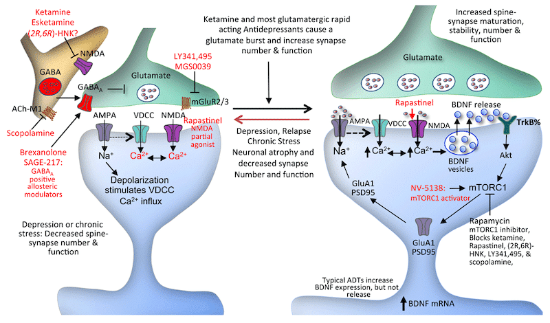 How ketamine influences glutamate.