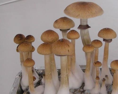 escondido magic mushrooms
