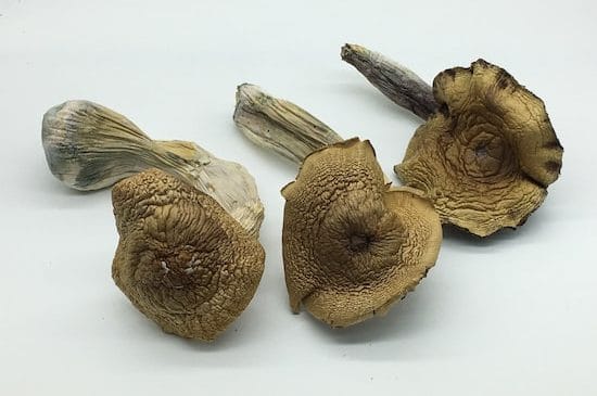 oak ridge magic mushrooms