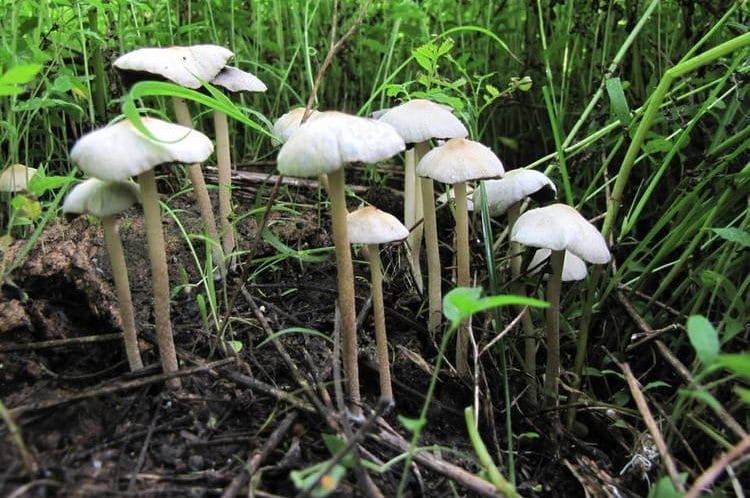 Panaeolus tropicalis Magic Mushrooms