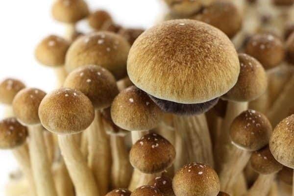 psilocybe cubensis mckennaii magic mushrooms
