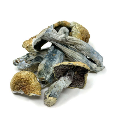 Vietnamese Cubensis from Pacific Shrooms sold by Pacific Shrooms