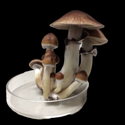 Trinity Magic Mushrooms sold by Blue Goba
