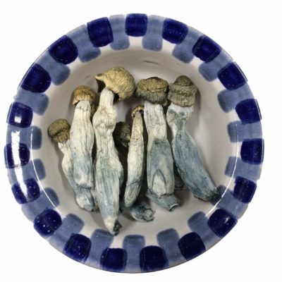 Blue Goba Magic Mushrooms sold by Blue Goba
