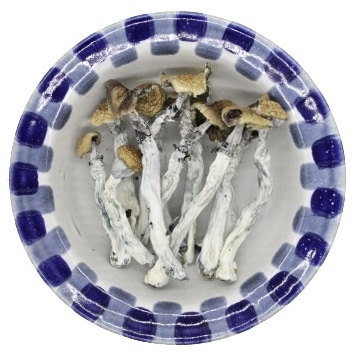 Golden Teacher Magic Mushrooms sold by Blue Goba