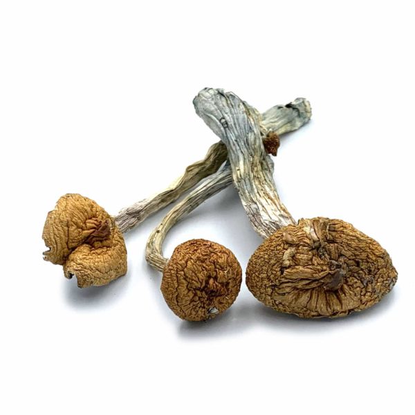 Orissa India Cubensis sold by Pacific Shrooms